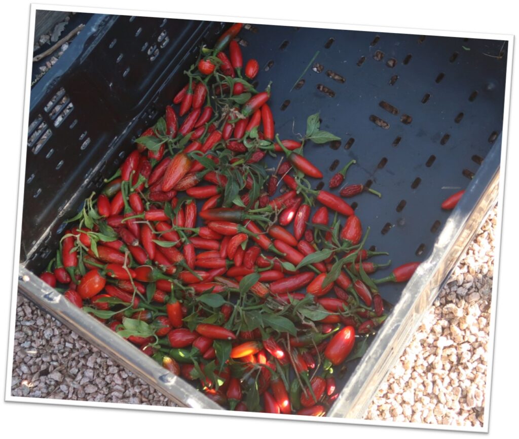 Small Axe Pepper seedlings at New Vision Community Church in Laredo, Texas