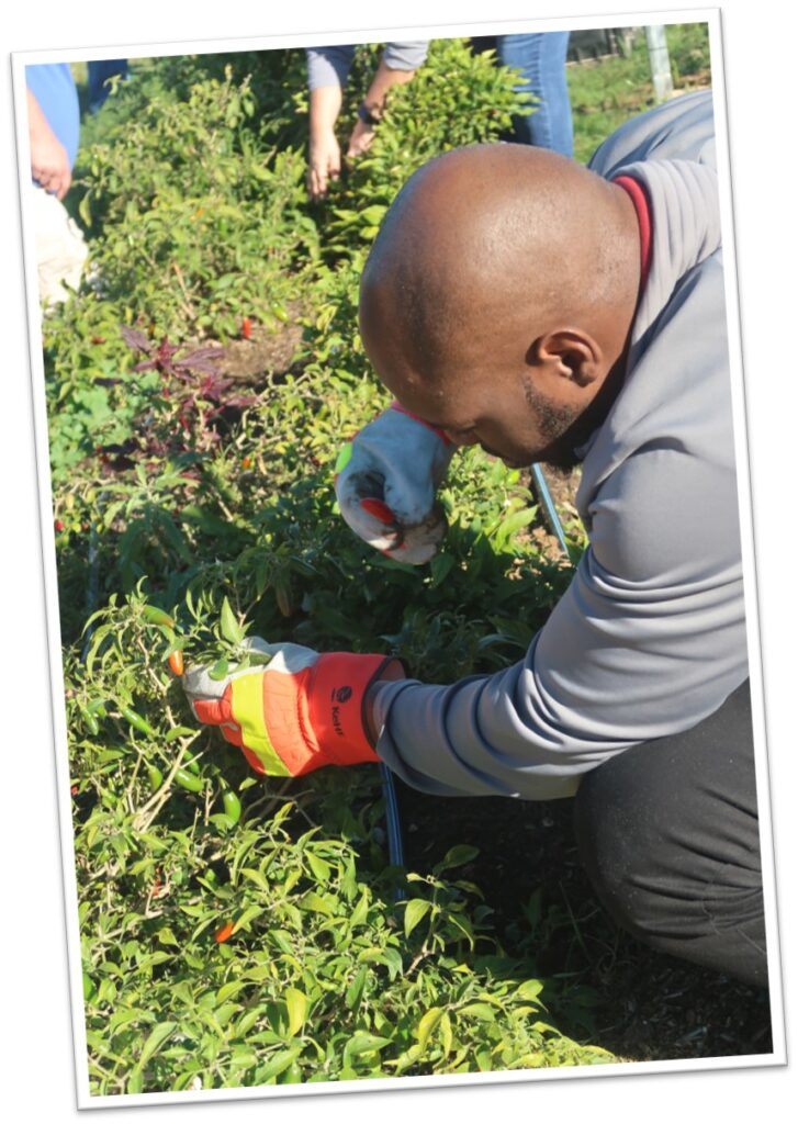 KeHE employee picking Small Axe Pepper seedlings at New Vision Community Church in Laredo, Texas