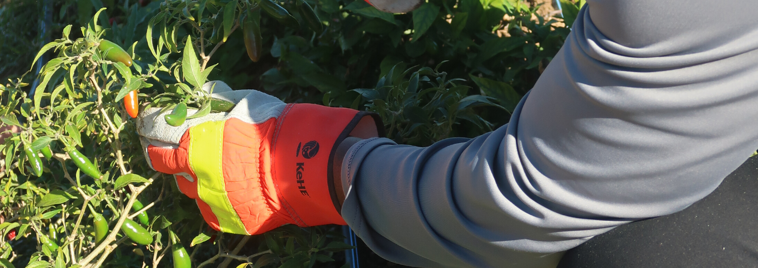 KeHE employee picking pepper seedlings